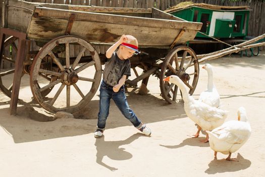 Urban boy playing and having fun with geese on a farm. Little boy and geese. Child playing with geese at pet zoo. Holidays in the country. Active leisure with children outdoors on an animal farm