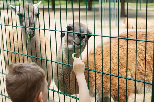 Little kid feeding big lama on an animal farm. Cute little boy feeding alpaca green beans in farm. Warm summer day. Active leisure with children outdoors. Child feeds two llamas at pet zoo.