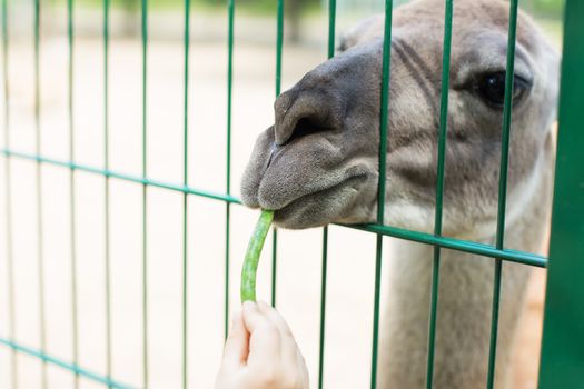 Lama eating out of the hand of a boy. Little kid feeding big lama on an animal farm. Cute little boy feeding alpaca green beans in farm. Warm summer day. Active leisure with children outdoors.