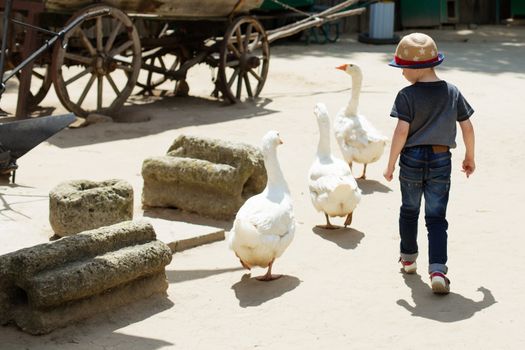 Urban boy feeds geese on a farm. Little boy and geese. Child playing with geese at pet zoo. Holidays in the country. Active leisure with children outdoors on an animal farm