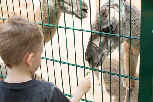 Little kid feeding big lama through a cage in zoo. Cute little boy feeding alpaca green beans in farm. Active leisure with children outdoors. Child feeds two llamas at pet zoo.