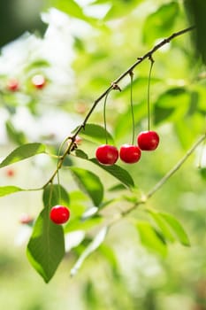 Ripening cherries on a tree in the garden on the farm. Ripe red fruit. Organic farming