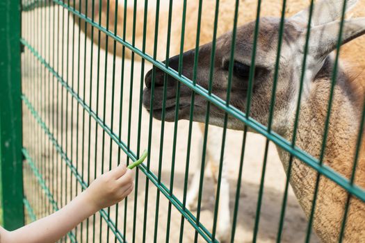 Little kid feeding big lama on an animal farm. Cute little boy feeding alpaca green beans through a cage in zoo. The boy puts food animals through a cage. Child feeds two llamas at pet zoo. Lama eating out of the hand of a boy.