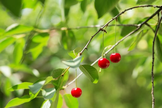 Ripening cherries on a tree in the garden on the farm. Ripe red fruit. Organic farming