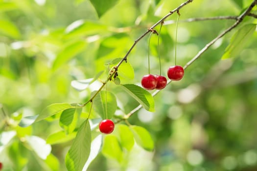 Ripening cherries on a tree in the garden on the farm. Ripe red fruit. Organic farming