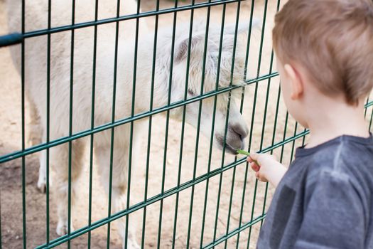 Alpaca eating out of the hand of a boy. Little kid feeding big white lama through a cage in zoo. Cute little boy feeding alpaca green beans in farm. Warm summer day. Active leisure with children outdoors.