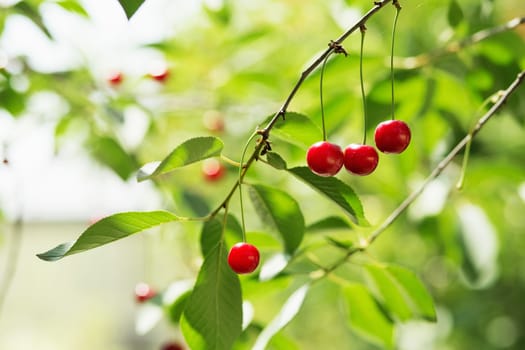 Ripening cherries on a tree in the garden on the farm. Ripe red fruit. Organic farming