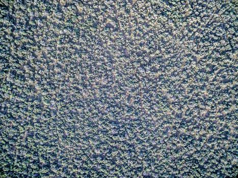 field of sagebrush aerial view - North Park, Colorado at foothills of Medicine Bow Mountains