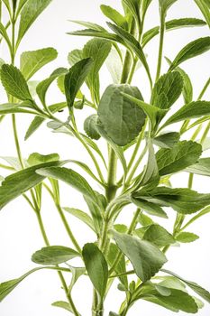 Stevia rebaudiana plant - alternative sweetener herb