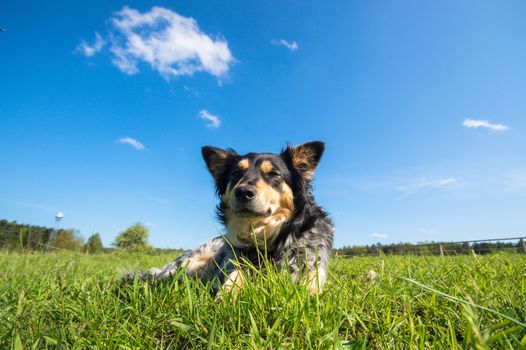 funny dog in sunny day, animals series