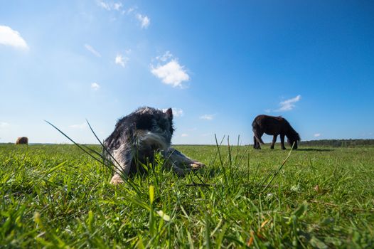 funny dog in sunny day, animals series