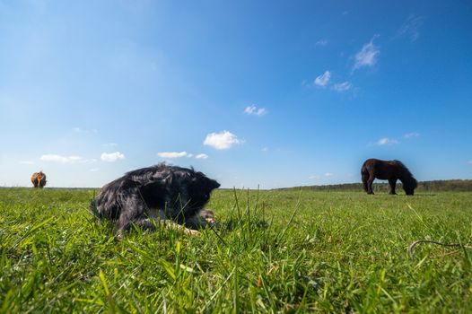 funny dog in sunny day, animals series