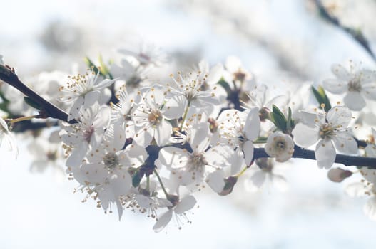 flowers as a colorful background, macro photo, nature series