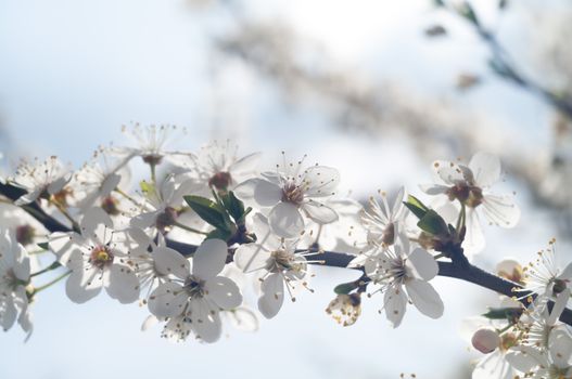 flowers as a colorful background, macro photo, nature series