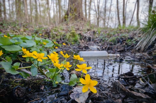 flowers as a colorful background, garbage, pollution, environment, nature series