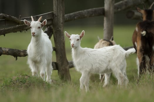 goat on summer pasture, nature series