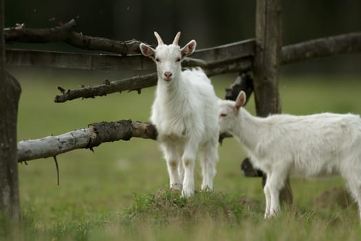 goat on summer pasture, nature series
