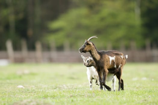 goat on summer pasture, nature series