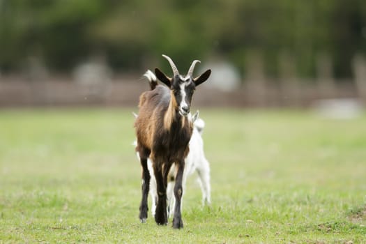 goat on summer pasture, nature series