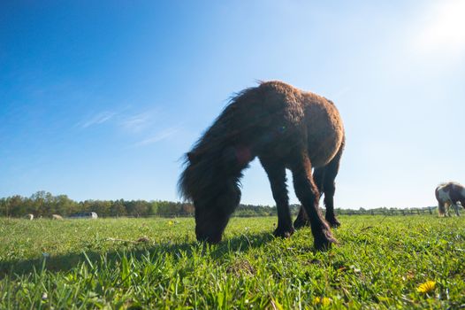 horse in a field, farm animals, nature series