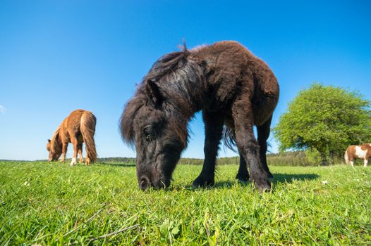 horse in a field, farm animals, nature series
