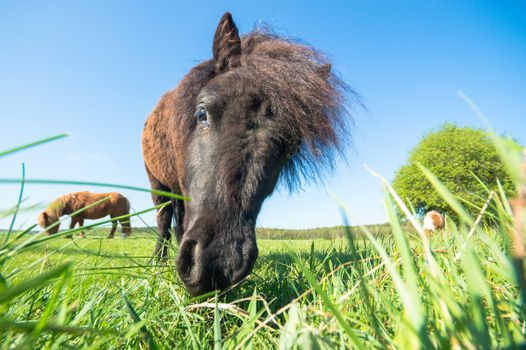 horse in a field, farm animals, nature series