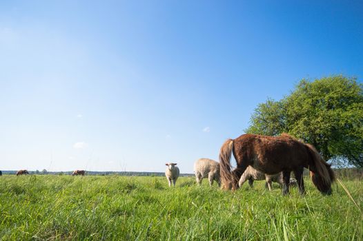 horse in a field, farm animals, nature series