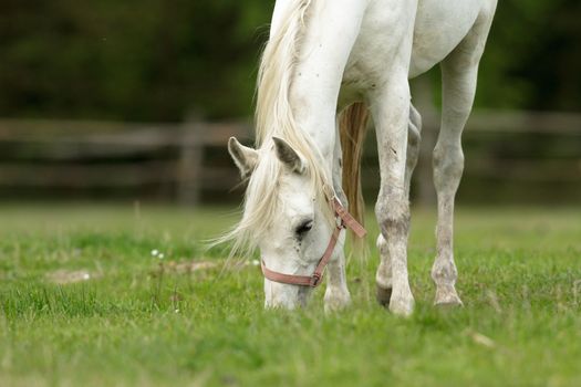 horse in a field, farm animals, nature series