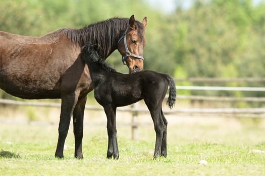 horse in a field, farm animals, nature series