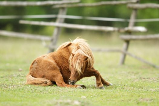 horse in a field, farm animals, nature series