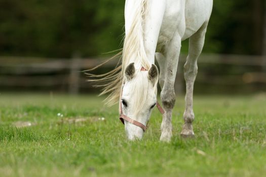 horse in a field, farm animals, nature series