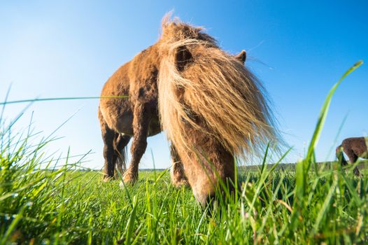 horse in a field, farm animals, nature series