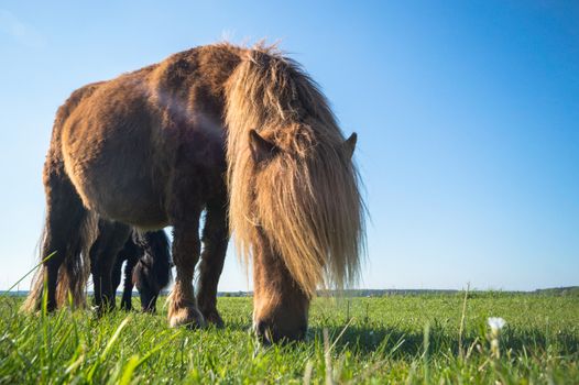 horse in a field, farm animals, nature series