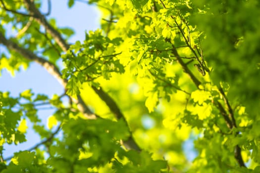 natural background with colored leaves, nature series