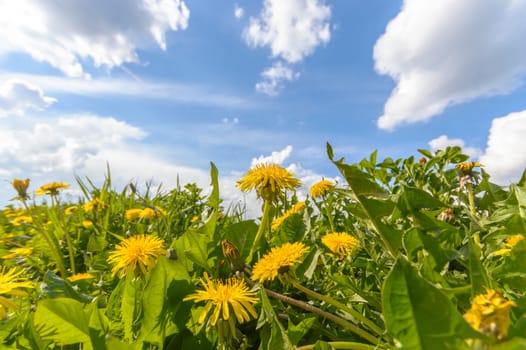 natural green colorful rural meadow, nature series