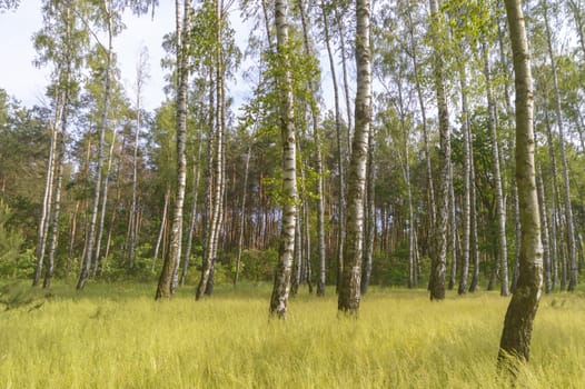 natural green colorful rural meadow, nature series