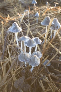 forest mushroom after longtime rain, nature series