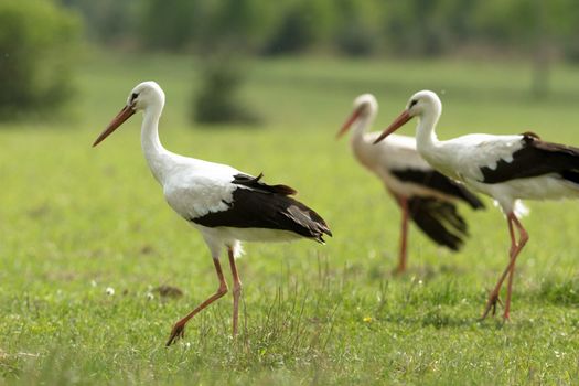 storks on green grass in sunny day, nature series