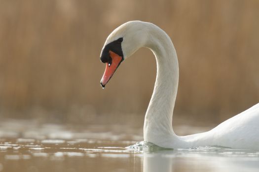 swan on blue lake in sunny day, swans on pond, nature series