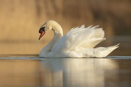 swan on blue lake in sunny day, swans on pond, nature series