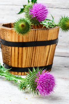 Prickly flowering buds of thistles in wooden tub