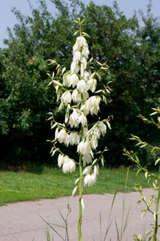 The yucca (yucca filamentosa) of park and garden ornament.