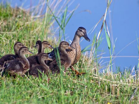 Mallard (Anas platyrhynchos), female adult nestling the waterfront.