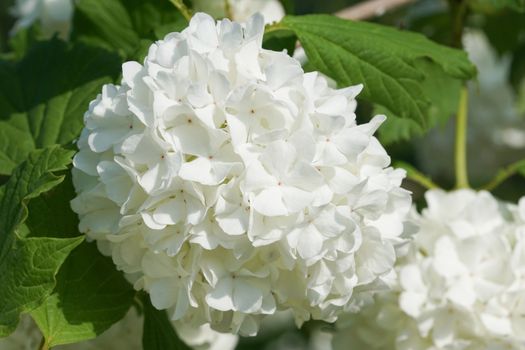 Viburnum, plants of the gardens