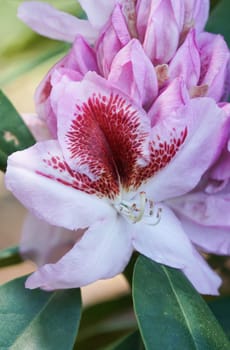Rhododendron, herald of spring, flower of the gardens