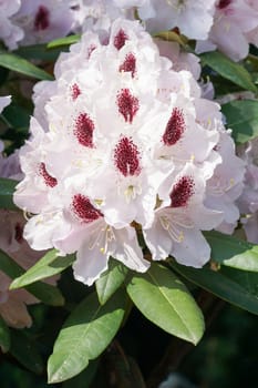 Rhododendron, herald of spring, flower of the gardens