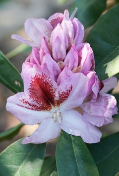 Rhododendron, herald of spring, flower of the gardens