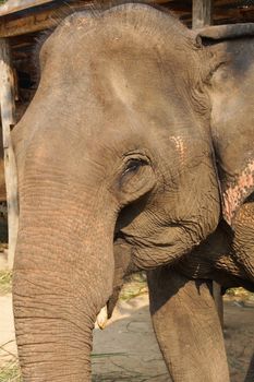 Working elephant, Laos, South East Asia