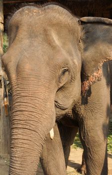 Working elephant, Laos, South East Asia