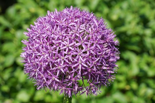 Allium Globemaster, flowers of the spring
